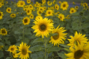 Image showing sunflower