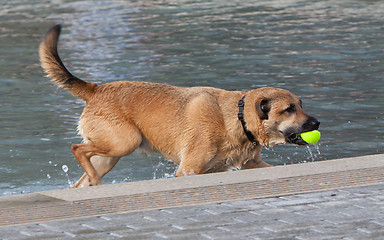 Image showing Dog in water