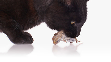 Image showing Black cat with his prey, a dead mouse