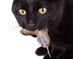 Image showing Black cat with his prey, a dead mouse