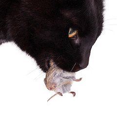 Image showing Black cat with his prey, a dead mouse