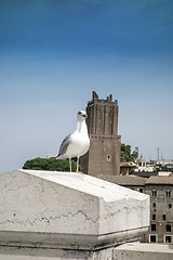 Image showing yellow legged-gull 