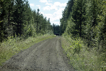 Image showing wild reindeer