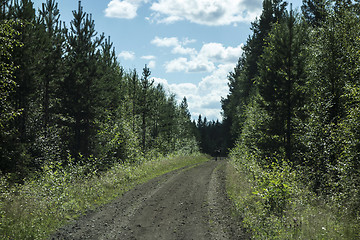 Image showing wild reindeer