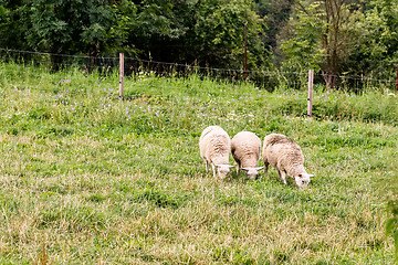 Image showing Sheep in a meadow