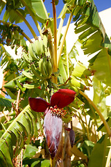 Image showing Banana tree with a blossom 