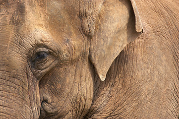 Image showing Elephant head