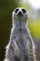 Image showing Meerkat on duty