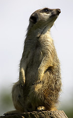 Image showing Meerkat on duty