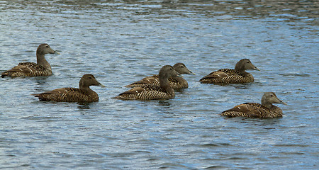 Image showing Eider