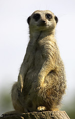 Image showing Meerkat on duty