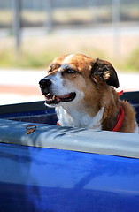 Image showing Dog in truck