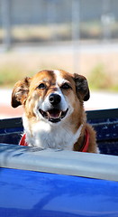 Image showing Dog in truck.