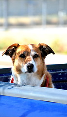 Image showing Dog in truck.