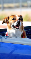 Image showing Dog in truck.