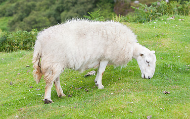 Image showing White woolly sheep