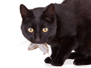 Image showing Black cat with his prey, a dead mouse