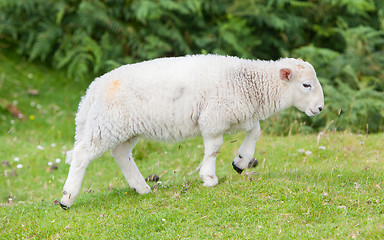 Image showing Little cute lamb walking