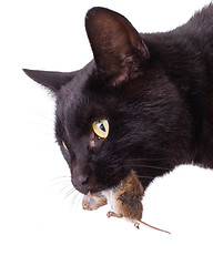 Image showing Black cat with his prey, a dead mouse