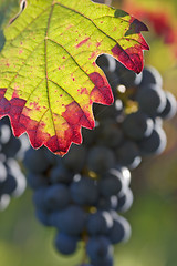 Image showing Fall impression in a vineyard