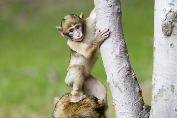 Image showing Cute young monkey - macaca sylvanus