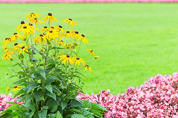 Image showing Floral frame backdrop with yellow and pink garden flowers