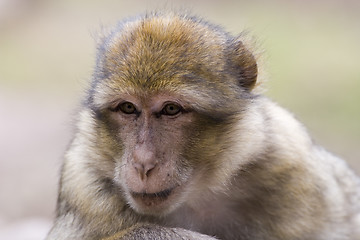 Image showing Portrait of a female barbary ape