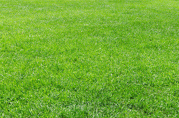 Image showing Sunlight fresh natural grass background