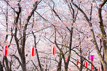 Image showing Sakura tree with red lantern