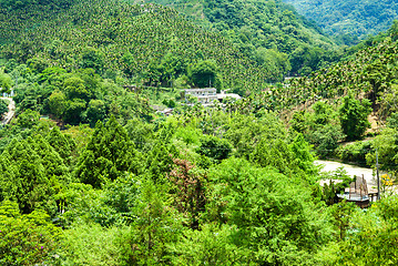 Image showing Forest on mountain