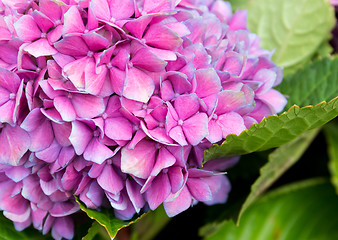 Image showing Tender hydrangea purple flower