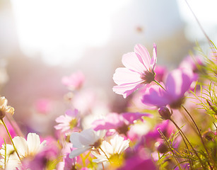 Image showing Purple camomile under sunlight