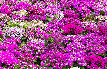 Image showing Purple cineraria