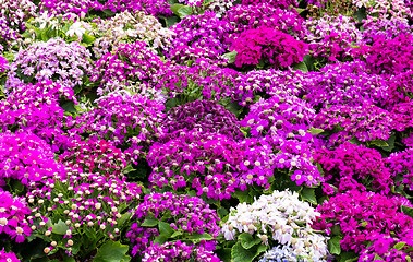 Image showing Different senecio flower