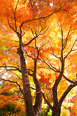 Image showing Red maple tree