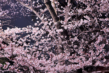 Image showing Sakura flower at night