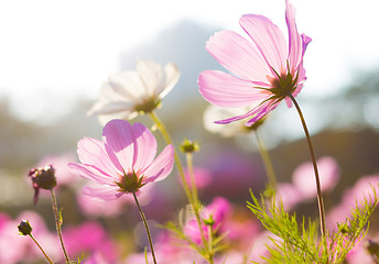 Image showing Purple daisy