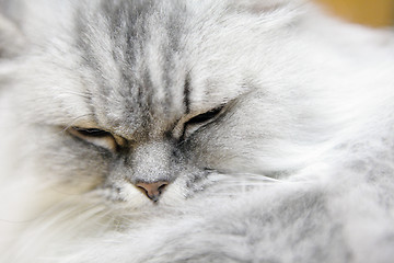 Image showing Persian cat