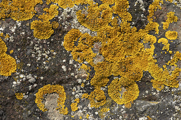 Image showing Rock face detail, sand point beach England, uk