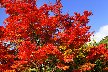 Image showing Red maple tree