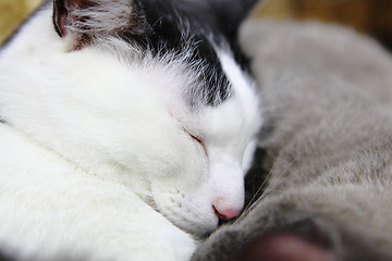 Image showing Cute cat sleep