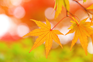 Image showing Autumn maple leave