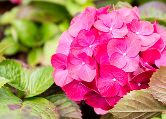 Image showing Hydrangea flower close up