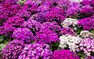 Image showing Purple senecio flower