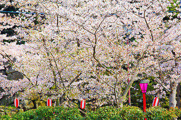 Image showing Cherry tree in temple