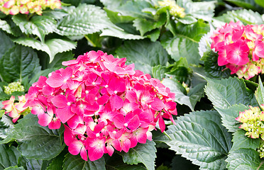 Image showing Hydrangeas flower