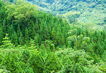 Image showing Forest on mountain