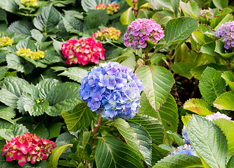 Image showing Blossom hydrangea flower