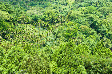 Image showing Forest on mountain