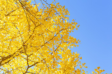 Image showing Ginkgo tree 
